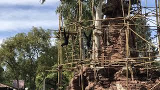 Gibbons Calling At Disney World Animal Kingdom