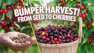 From Seed to Harvest:Growing Cherries at Home! #Cherry#CherryTree##agriculture#farming#GardeningTips