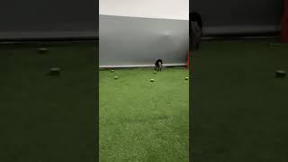 Соревнования РКФ(класс 0).Ринг Предметы #ркф #ноузворк #аусси #nosework #dogtraining