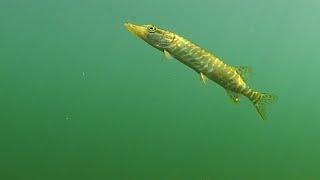 Mini Esox (Esox lucius) - pike  - Hecht