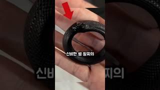 뱀이 자기 꼬리를 먹는다고? '뱀 팔찌'의 충격적인 정체