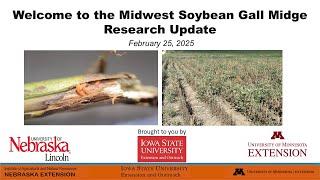 Midwest Soybean Gall Midge Research Update 2025