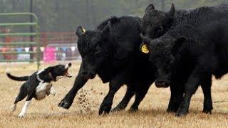 Watch cattle dogs in action at Southern Farm Show