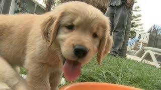 Golden Retriever Puppies Play With Ice Cubes And Get Ice Stuck All Over Themselves