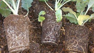 Comparing root growth Miracle Grow vs Compost vs Pro-Mix.  The Results may surprise you!