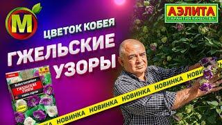 Цветок до 300 см высоты! Новинка – Кобея Лазающая – Гжельские Узоры