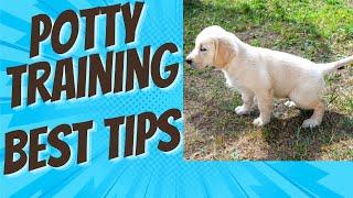 Absolutely The Best Tips on Housetraining a Puppy