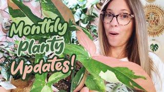 October 2023 Houseplant Update | New Plants in My Collection | New Plant Growth | New Products