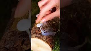 DIY Transform a Log into a Magical Lamp #art #crafts #lamp #diy