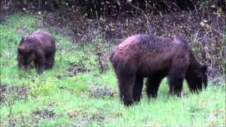 Wilderness Bear Safety Part 1 of 2