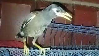 জনপ্রিয় একটি পাখি শালিক ️Shalik is a popular  bird #youtube #video #birds