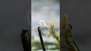 frog attack