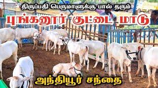 அந்தியூர் சந்தைக்கு வந்த புங்கனூர் குட்டை மாடுகள் | punganur cow | Anthiyur market 2024 |  tirupati