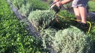 Pruning Lavender in the Fall