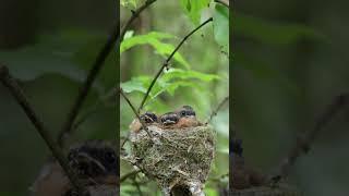 Cute New Zealand Fantail Chicks Fed in Nest #cutebirds #birds #nest #birdnest #nature