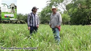 En pijijiapan, Chiapas llegaron los híbridos papalotla para quedarse