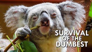 Koalas: When Stupidity is a Survival Strategy