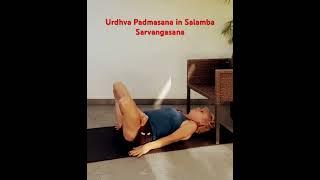 #yoga #yogaforbeginners #shortvideo #short #yogi Upward Lotus in Whole Body Pose (Chair) 54.Yogapose