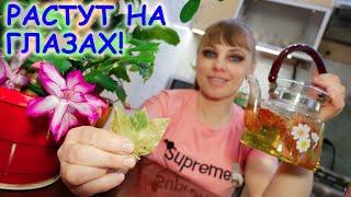 ️ ОТЛИЧНОЕ удобрение для комнатных растений Луковая Шелуха + Лавровый Лист