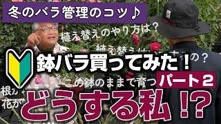 【バラの育て方】冬のバラ管理のコツ鉢バラ買ってみた！どうする私！？パート2（2024年12月6日）