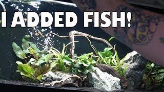 20g Rosy Loach and Sparkling Gourami aquarium