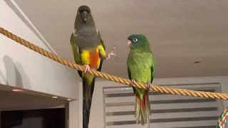 Patagonian conure meets baby blue crown conure