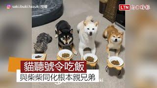 以為自己是柴柴？貓與柴犬一起聽號令吃飯 動作一致彷彿親兄弟