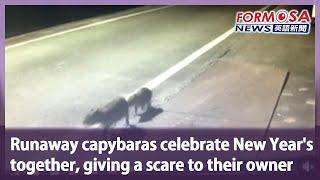 Runaway capybaras celebrate New Year’s together, giving a scare to their owner｜Taiwan News