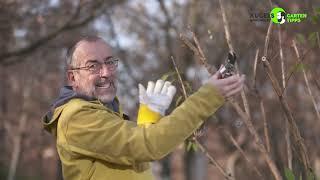 Rückschnitt von Ziersträuchern im Winter - Gartentipps von Volker Kugel - www.grünzeug.tv