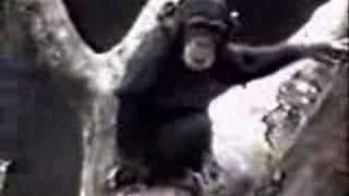 Funny clips - Monkey sniffs his own butt, passes out!