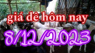 Giá dê hôm nay 08/12/2023 tại Định Quán Đồng Nai - ù sáng nuôi dê