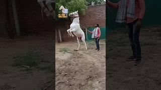 Riding Star Rajal & Mr. કણબી  Mitul Patel 9824231927 #mitulpatelkaranasavfarm #mitulpatel