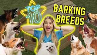 Top 10 Dog Breeds that BARK the most!? | Dr. Lindsay Butzer's Veterinarian Opinion