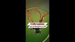 4 Life Lessons you can easily learn from an Ant