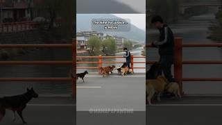 彼は野良犬をいじめた。そして正義が下される