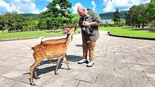 Feeding The Deer at Nara Park