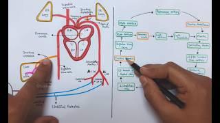 Fetal ( foetal ) Circulation - Diagram & flowchart - Easy notes #fetalcirculation #fetus #anatomy