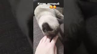 добрый котик