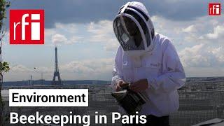 Paris rooftop hives produce less bee's knees honey due to climate change • RFI English