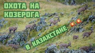 Охота на трофейного козерога 2021  Trophy hunting in Kazakhstan- ibex 2021