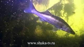 Фильм "Судаки" из цикла Мир подводной охоты Часть 4