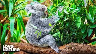 Everything You Need To Know About Koalas | Secret Life of the Koala 101+102