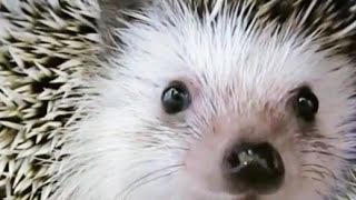 Hedgehog. Igel. Ежик, ёж и ежики. Приколы с ежиками. Смешные и агрессивные ежики. Подборка.