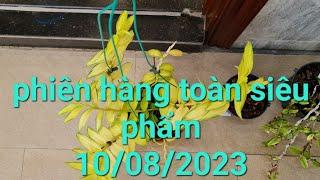 lá kẻ phát tài - lá mít các loại - toàn siêu phẩm - 0867487638 - Hoa Lan Đất Việt