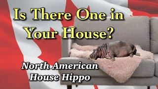 Canada’s Iconic House Hippo