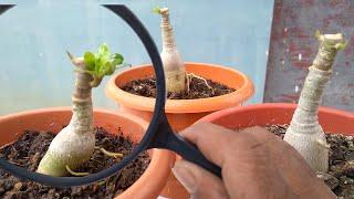 How to Graft Adenium Double Petal (Desert Rose)The easiest method