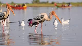 Painted Stork, Mycteria leucocephala, and its call