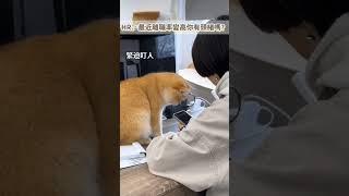 curious cat behavior #cat