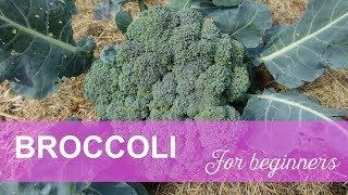 Broccoli for beginners - How to Grow Broccoli