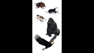  5 Strongest Animals In The World | Top 5 Strong Animals